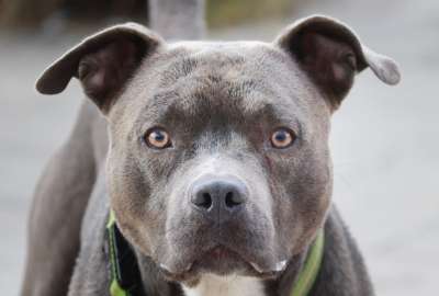 Este fue el rescate de 13 perros pitbull que presuntamente habr&iacute;an sido usados para peleas.