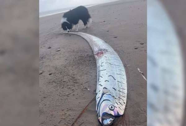Un extra&ntilde;o pez apareci&oacute; en Tasmania, Australia, desatando una serie de teor&iacute;as conspirativas y mitos ancestrales.