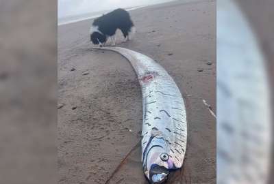 Un extra&ntilde;o pez apareci&oacute; en Tasmania, Australia, desatando una serie de teor&iacute;as conspirativas y mitos ancestrales.