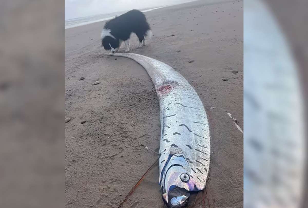 Un extraño pez apareció en Tasmania, Australia, desatando una serie de teorías conspirativas y mitos ancestrales.