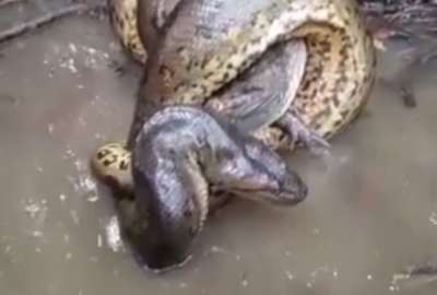 En el video se puede observar al caim&aacute;n luchar por soltarse sin &eacute;xito hasta que finalmente sucumbe ante la fuerza de la anaconda.