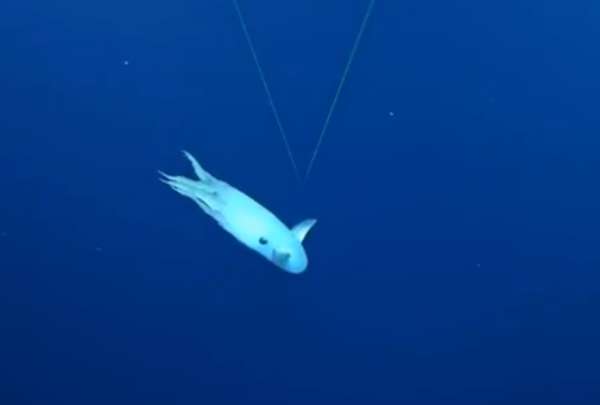 Expedici&oacute;n submarina grab&oacute; impresionantes m&aacute;rgenes de un pulpo