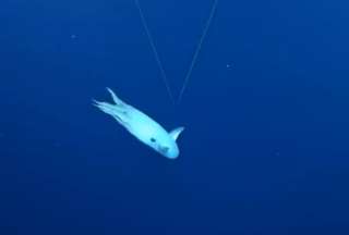 Expedici&oacute;n submarina grab&oacute; impresionantes m&aacute;rgenes de un pulpo