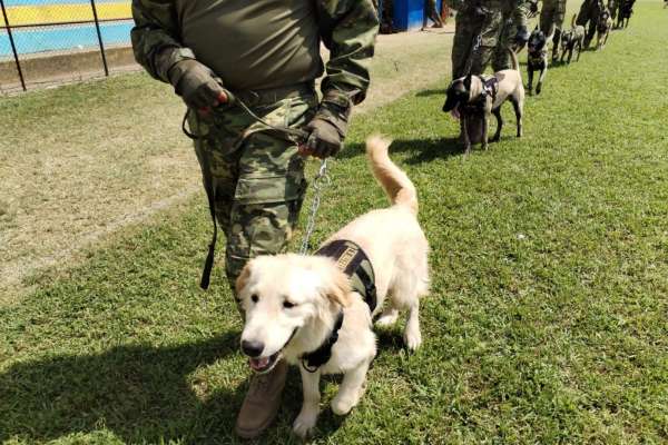 El escuadr&oacute;n canino participa en operaciones de rescate, detecci&oacute;n de explosivos y de drogas. 