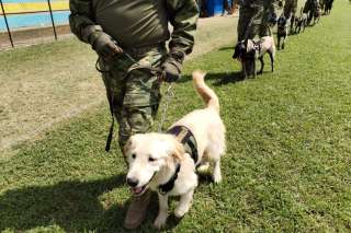 El Ej&eacute;rcito ecuatoriano tiene su propio escuadr&oacute;n de perritos