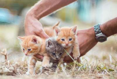 El Cuerpo de Bomberos Quito rescat&oacute; a un grupo de gatos en Quito.