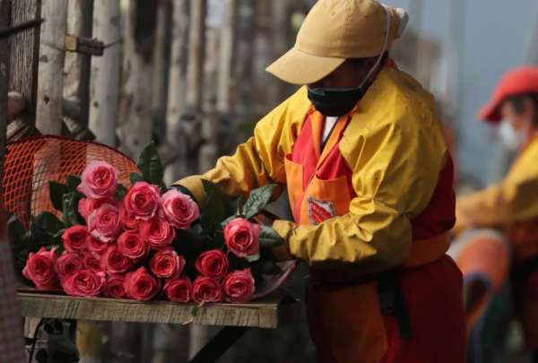 San Valent&iacute;n: Este a&ntilde;o se exportaron 28.779 toneladas de flores ecuatorianas