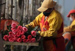 San Valent&iacute;n: Este a&ntilde;o se exportaron 28.779 toneladas de flores ecuatorianas
