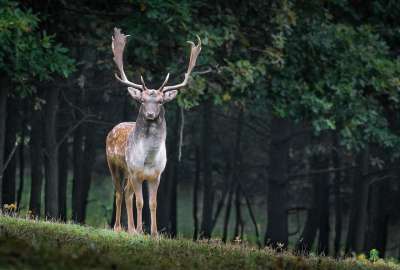Cientos de especies de mam&iacute;feros est&aacute;n siendo empujados a la extinci&oacute;n