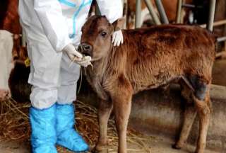 Clonan por primera vez vacas en peligro de extinci&oacute;n