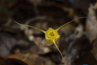 Descubren nueva especie de planta con forma de copa en sur de China