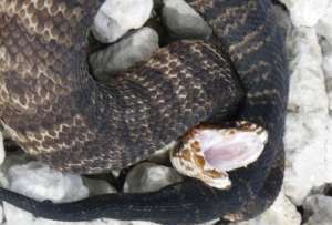 Una serpiente mocas&iacute;n de agua devor&oacute; a una pit&oacute;n