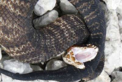 Una serpiente mocas&iacute;n de agua devor&oacute; a una pit&oacute;n