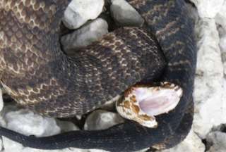 Una serpiente mocas&iacute;n de agua devor&oacute; a una pit&oacute;n