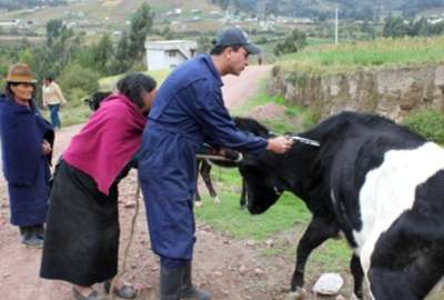 4,6 millones de animales ser&aacute;n vacunados contra la fiebre aftosa en este a&ntilde;o