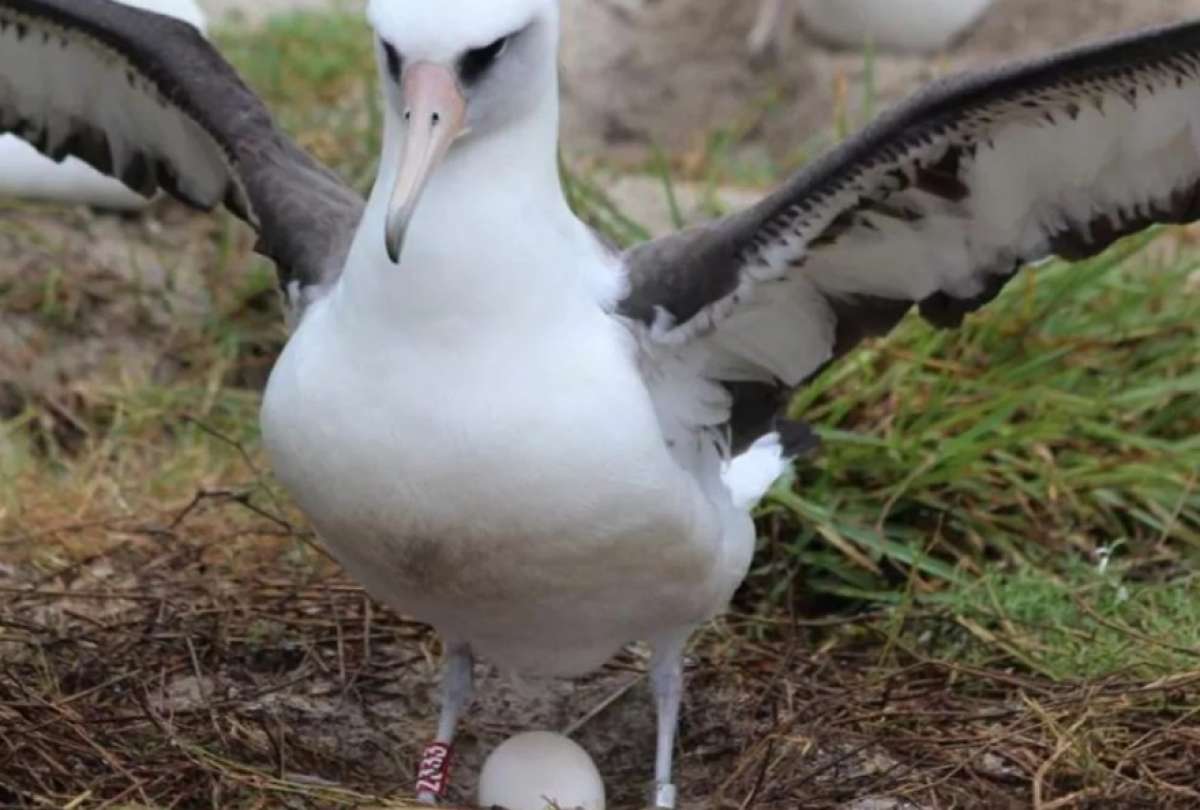 Un s&iacute;mbolo de esperanza para la conservaci&oacute;n de las aves.