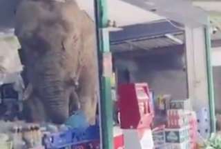 Tierno elefante hambriento &ldquo;roba en una tienda en Tailandia
