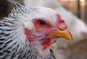 Sector av&iacute;cola de Tungurahua corre riesgo de quebrar por movilizaciones