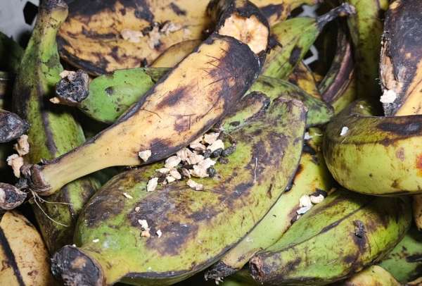 Presencia de cucarachas, heces de roedor y mala manipulaci&oacute;n de alimentos motivaron la acci&oacute;n de las autoridades.
