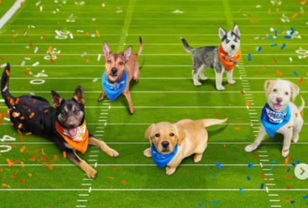 El Puppy Bowl es el encuentro deportivo m&aacute;s tierno que ver&aacute;s en televisi&oacute;n.&nbsp;