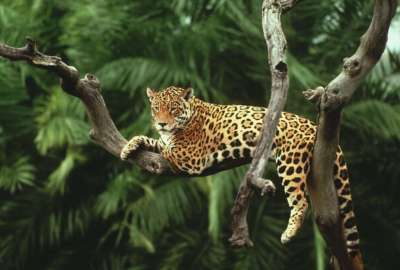 29 de noviembre: D&iacute;a Internacional del Jaguar