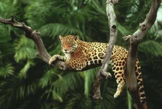 29 de noviembre: D&iacute;a Internacional del Jaguar