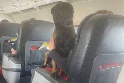 Perros rescatistas salieron de Turqu&iacute;a como h&eacute;roes