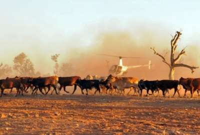 La controvertida medida ser&aacute; para frenar el da&ntilde;o medioambiental producido por las vacas.