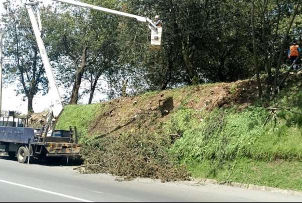 En lo que va del 2025, 836 &aacute;rboles ca&iacute;dos o en riesgo de colapsar fueron atendidos por brigadas.&nbsp;