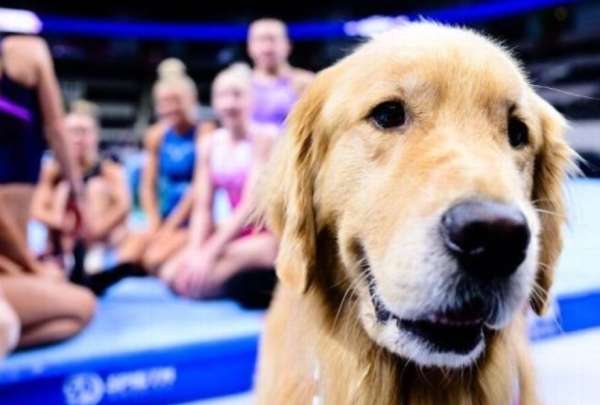 Conozca la historia de Beacon, el perro que ayuda a reducir el estr&eacute;s de los gimnastas.