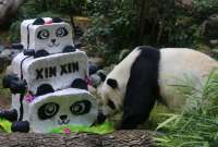La última panda en México podría morir sin descendencia