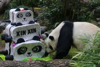 La &uacute;ltima panda en M&eacute;xico podr&iacute;a morir sin descendencia