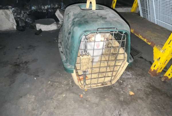 Un gato &ldquo;cazaroedores&rdquo; fue hallado en un asadero en Cuenca