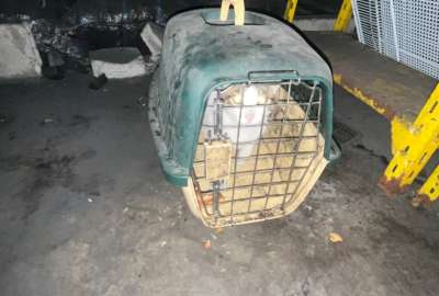 Un gato &ldquo;cazaroedores&rdquo; fue hallado en un asadero en Cuenca
