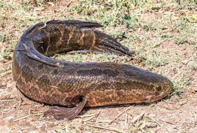 &iquest;Por qu&eacute; el pez cabeza de serpiente gener&oacute; alertas en Estados Unidos?